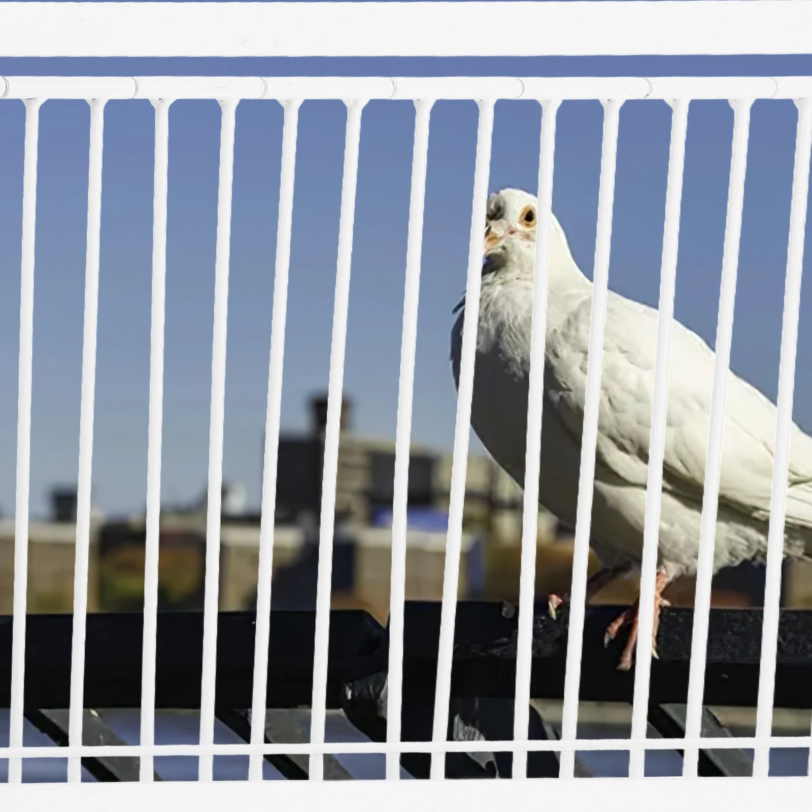 

Stainless Steel Pigeon Cage Door Entrance for Racing Trap Easy Installation Pigeon Supplies Bird Cage Doors