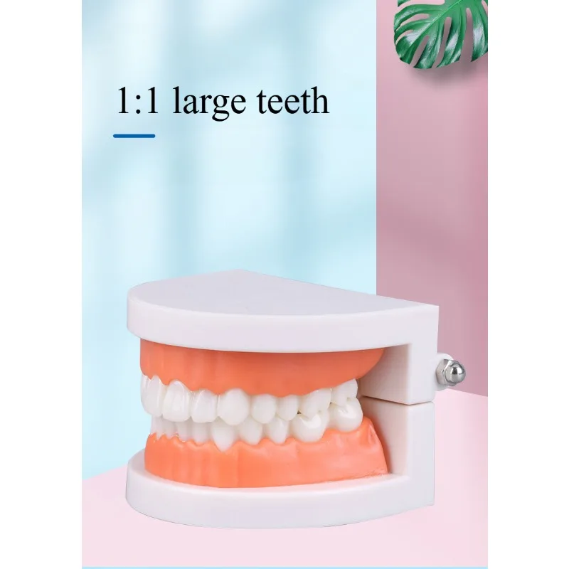 Modello dentale Modello dentale orale in resina Spazzolatura per asilo Modello didattico Spazzolatura dentale per bambini Stampo per simulazione materiale
