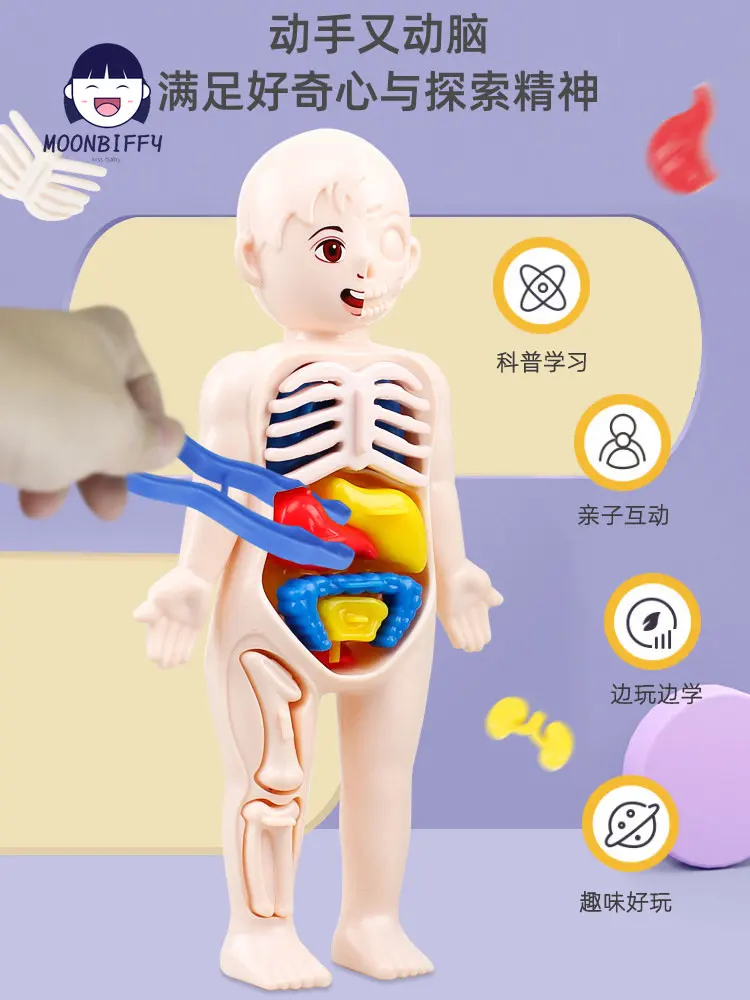 13-Piece Set Children\'s Science and Education 3D Human Body Organ Model DIY Assembled Medical Early Education Toys