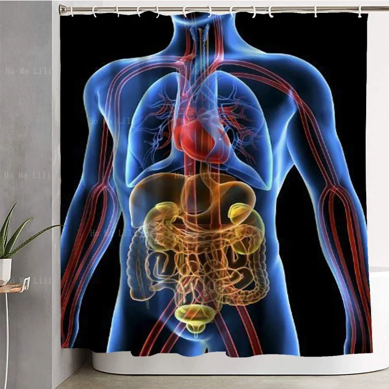 The Transparent Body Shows The Heart And Main Locations And The Visceral Neurolymphatic Circulatory System