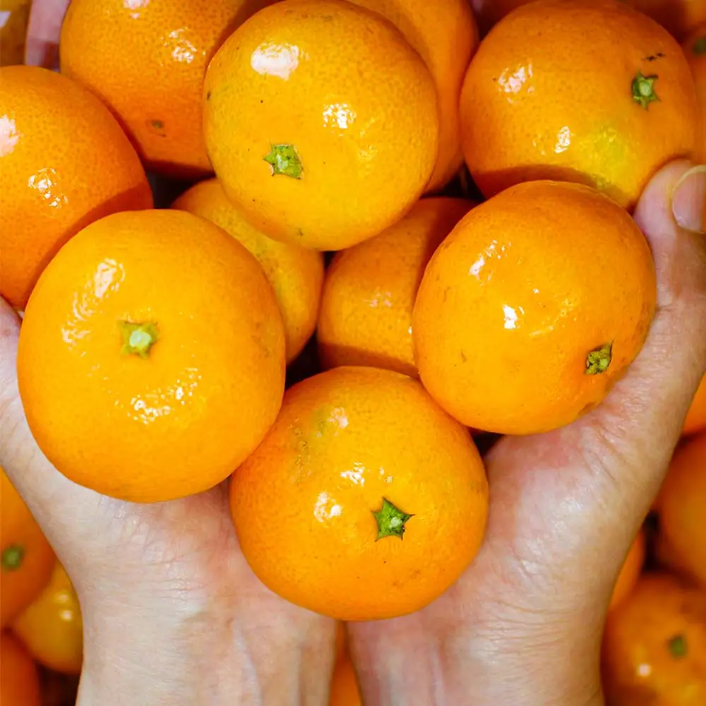 Cítricos Nogu de Temporada de la Granja de Jeju