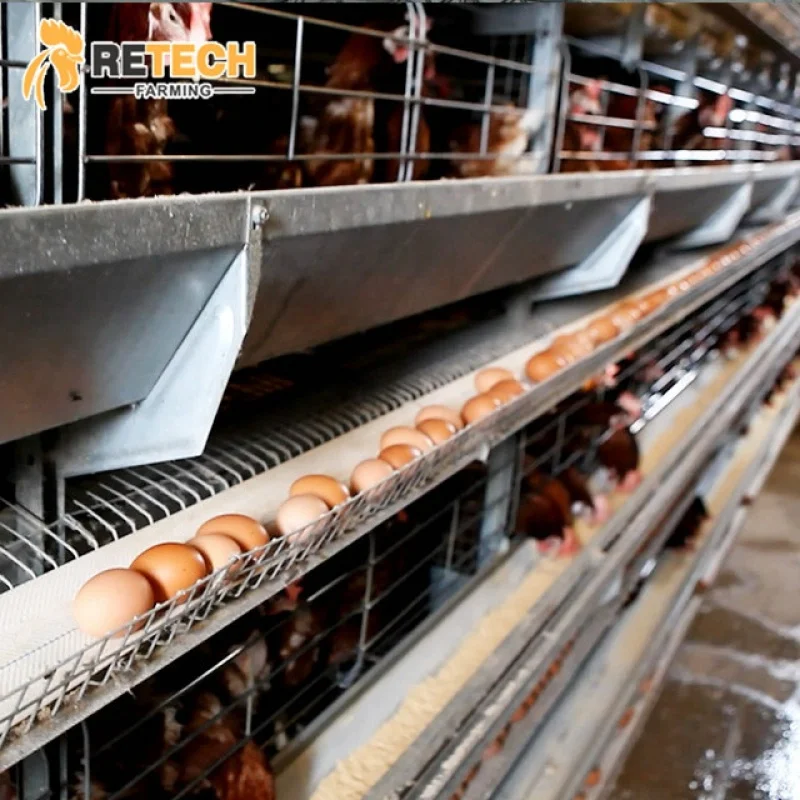 Automatischer Hühnerkäfig für Geflügelfarmen im Geflügelfarm