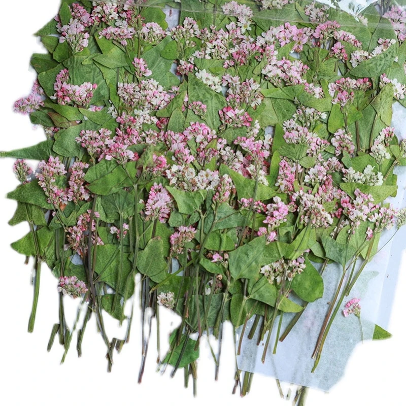 

60pcs Pressed Dried 4-6cm Pink Buckwheat Flower Plant Herbarium For Jewelry Postcard Invitation Card Phone Case Bookmark DIY