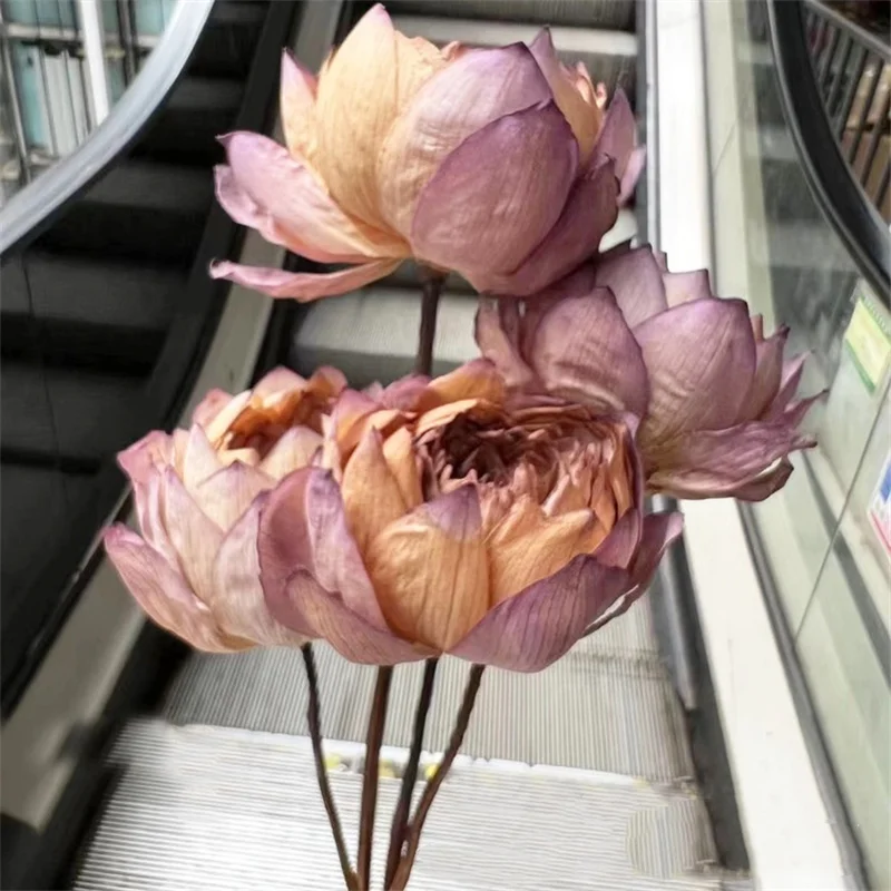 Dried Flowers Natural Lotus Flower Real Plants for Home Party Decorative Dried Lotus Flower Bouquet DIY  Birthday Wedding Decor