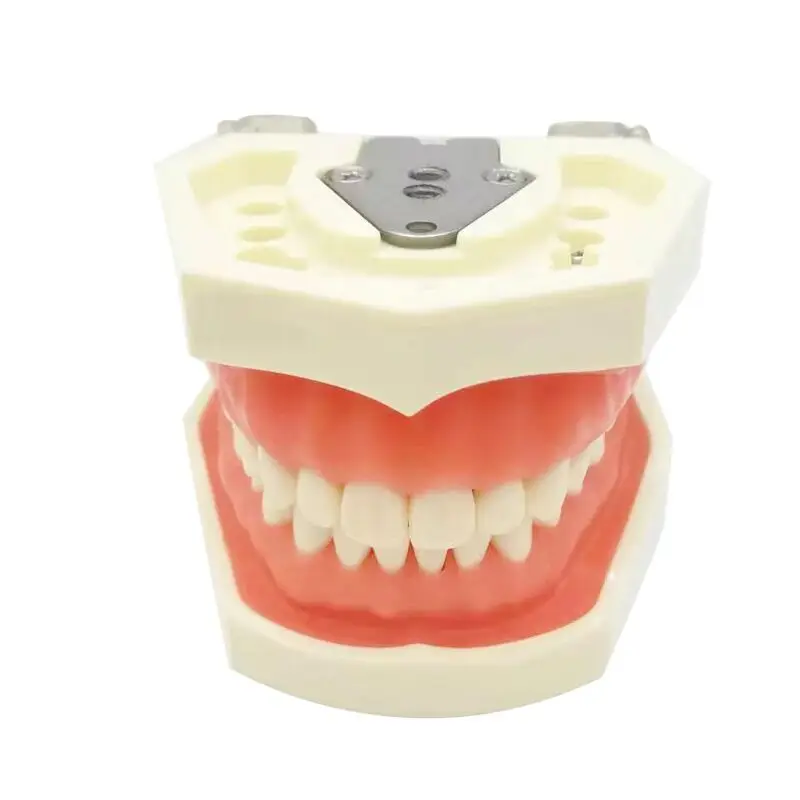 Hot Sale Soft Gum Standard Tooth Training Model With 28 Removable Teeth For Teaching