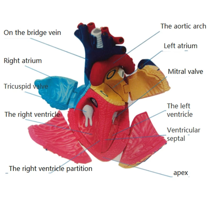 HOT--Torso Human Body Model Removable Parts Education Organs Model For Teaching Study Class Students