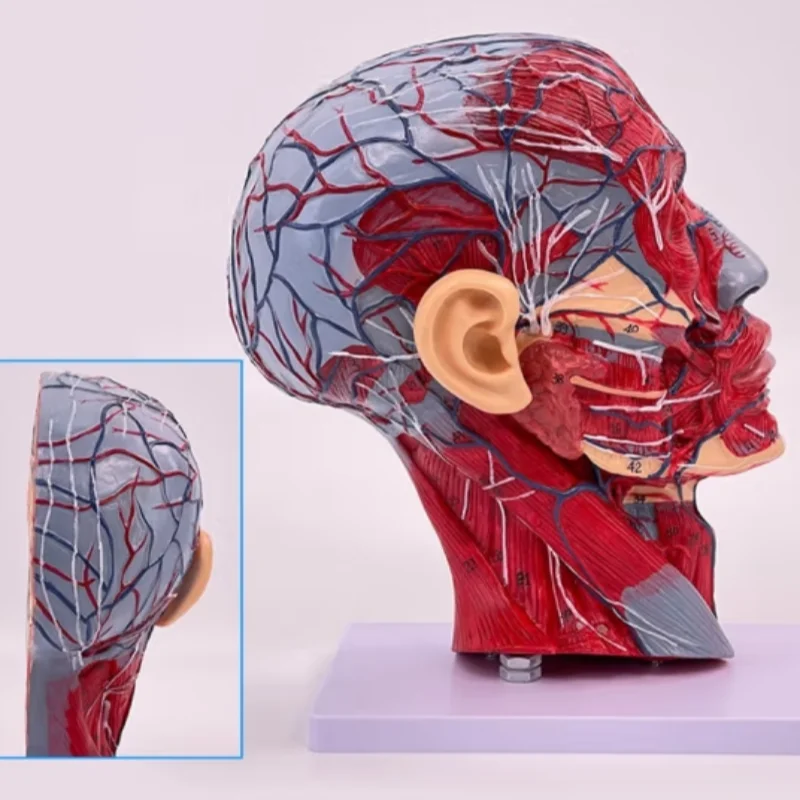 100 logo models of human advanced superficial head