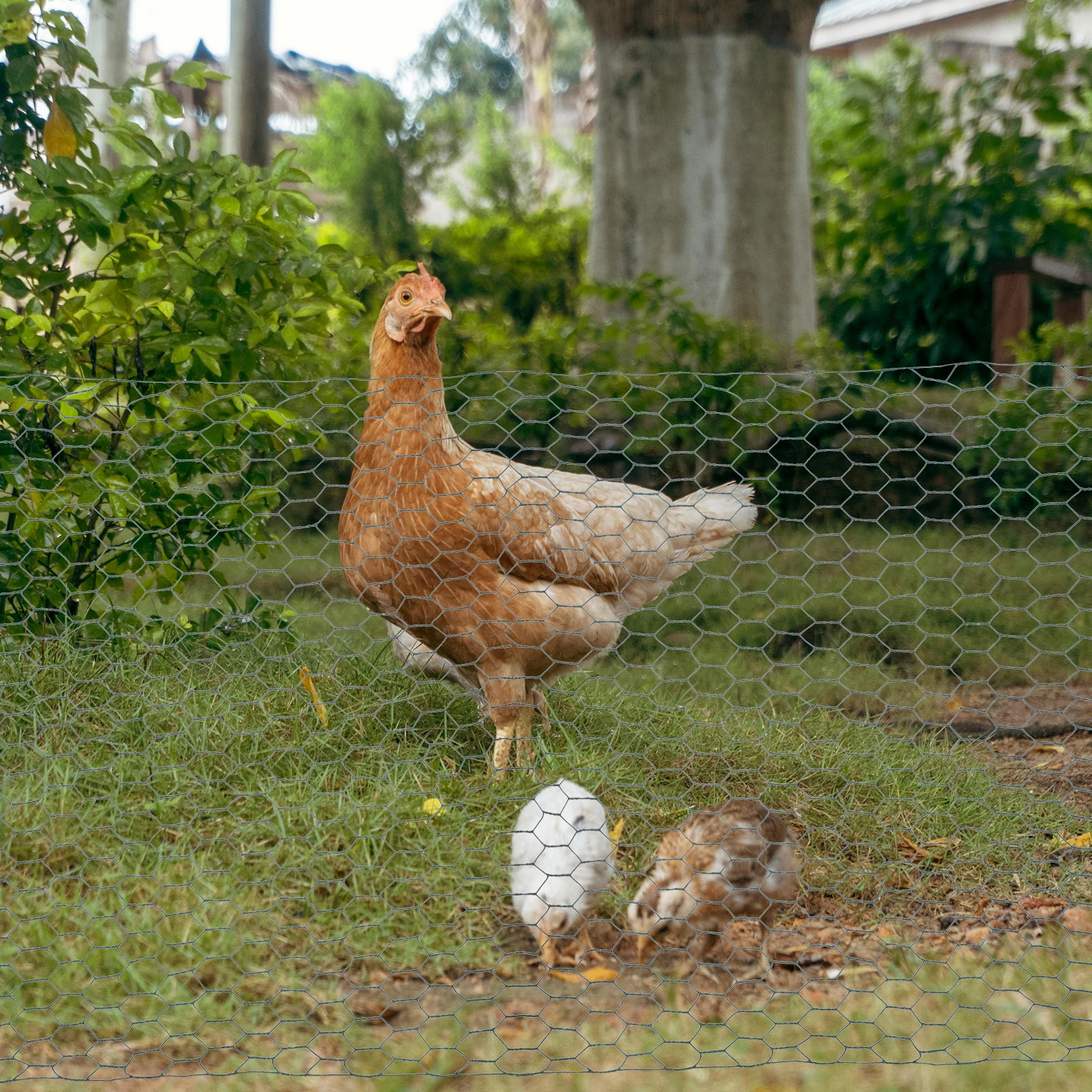 

Green Coating Lightweight Woven Chicken Cage Netting Mesh Wire Fence for Garden Breeding Floral Supplies Chicken Netting Garden
