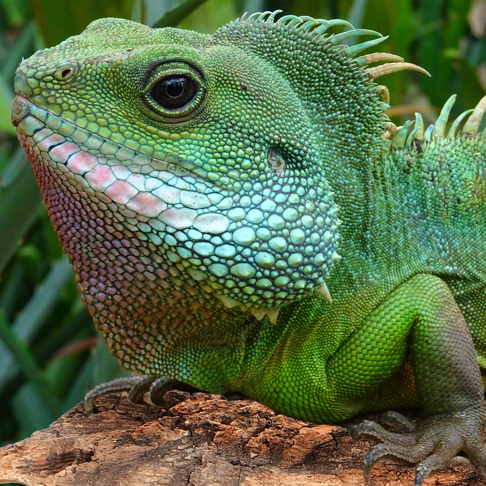 

4Pcs Reptile Bark Climbing Decor Fine Details Suitable Snakes Lizards Turtle Basking Platforms Reptile Hide Snake Hide