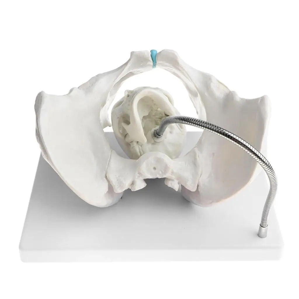 Модель скелета таза для женщин с малышей, с основанием, для обучения, инструменты, вспомогательные материалы, лабораторные принадлежности