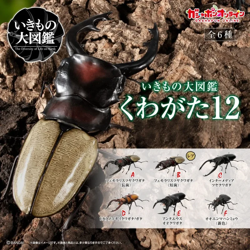 Gashapon Biology Illustrated Guide Lucanus Simulation Insect Ornament Collectible Model Toy