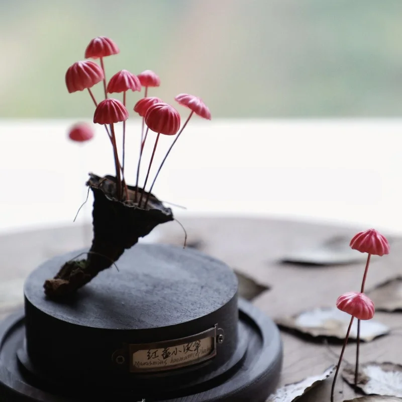 Ornements de champignons artisanaux faits à la main Marasmius rouge, jouets de bureau, œuvre d'art personnalisable, Collection de décoration, cadeau