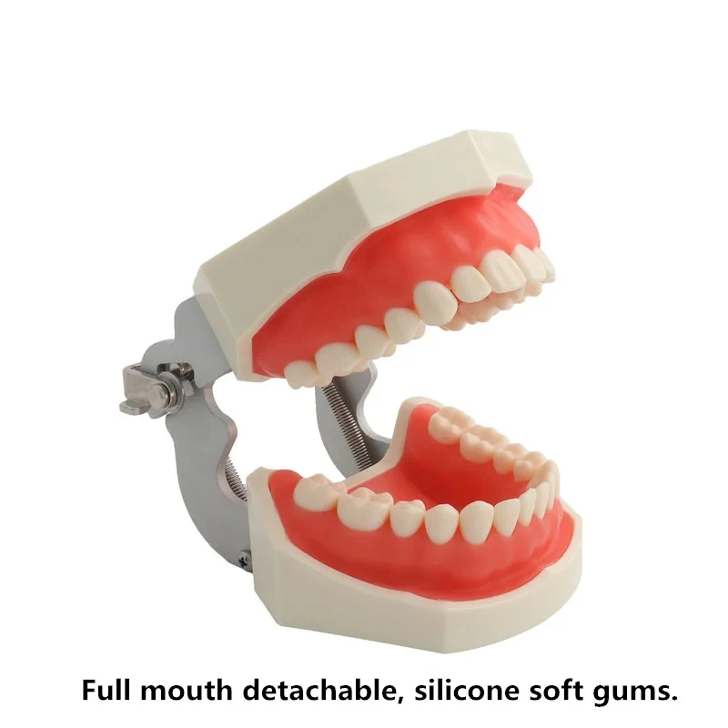 28/32 Teeth Model For Dental Technician Practice Training Jaw Typodont Standard Dental Model Teeth Teaching Model With Soft Gum