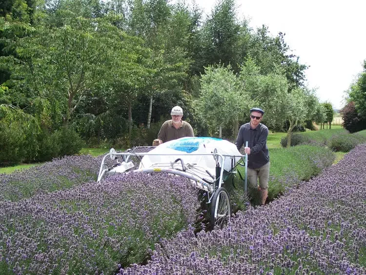 Large Middle Single Row Lavender Harvester Machine One Man Operated Herb Harvester