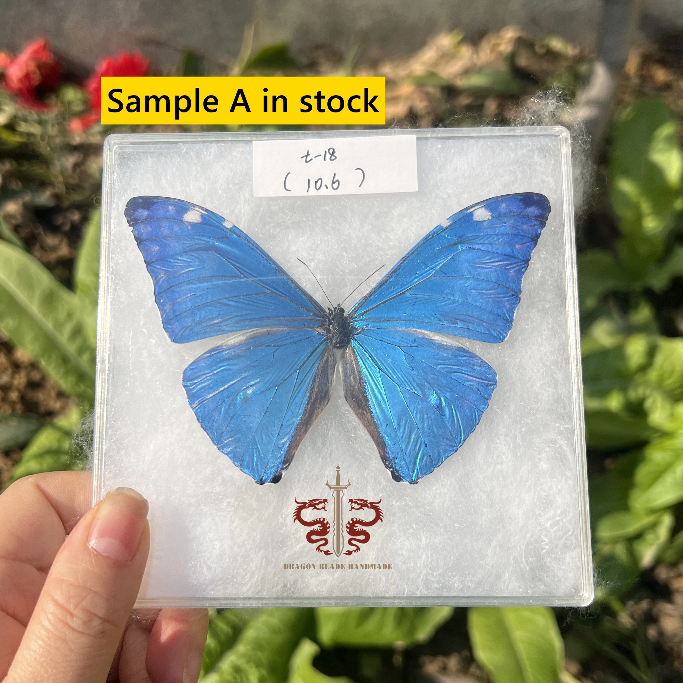 Butterfly specimen Morpho adonis female, 1pc wings spread A1/A- high quality, Decorative Display Collection Gifts view 2