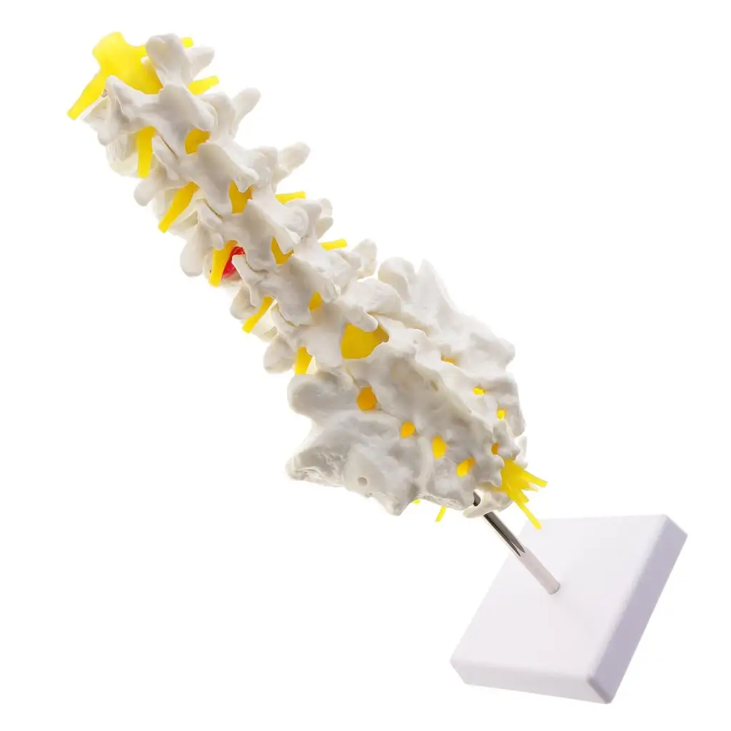 1:1 Human Spine  Vertebrae W/Sacrum Coccyx Skeleton Model Kits