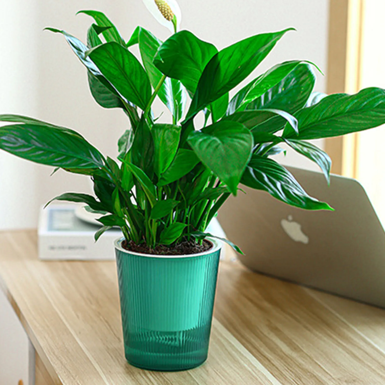 Visible Self Watering Plants Pot Self-Watering Effort Time Saving Planters for Garden Enthusiast Lover Gift