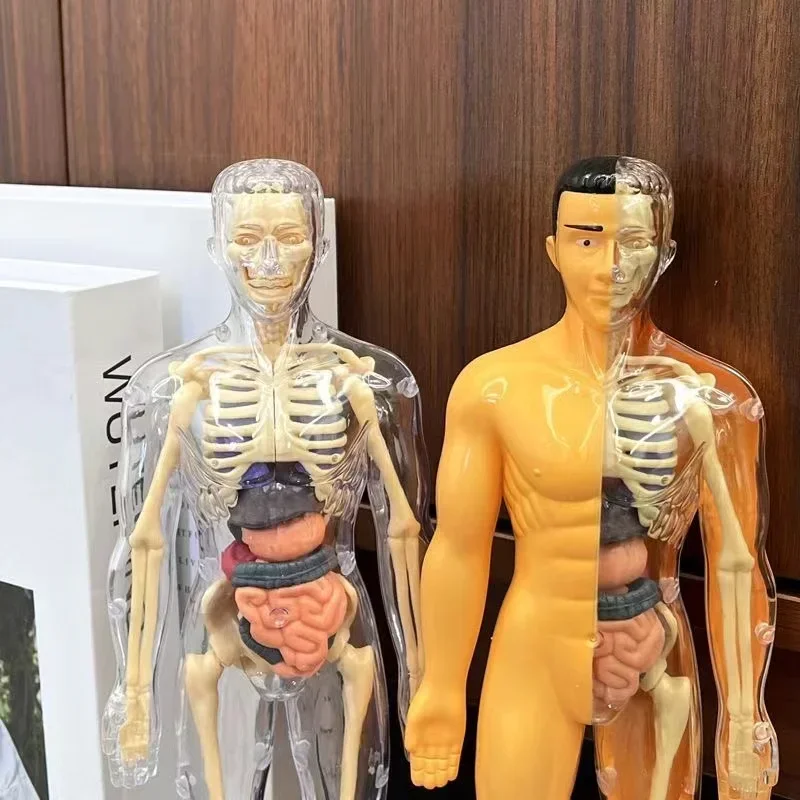 Maniquí humano 3D DIY, esqueleto, cuerpo, Torso, modelo educativo, montaje, juguetes de aprendizaje para niños, estructura de órgano de anatomía, herramienta de enseñanza, 2 uds.