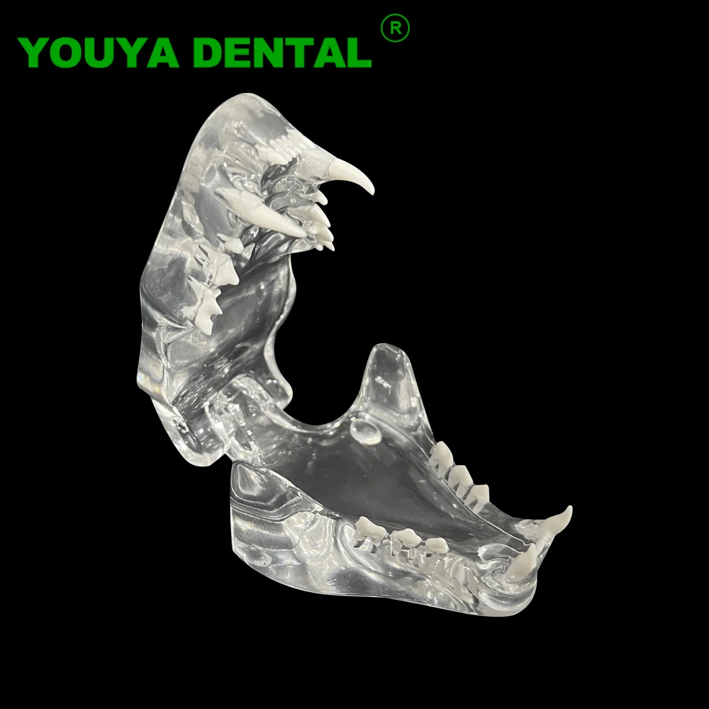 Clear Cat Teeth Model Dental Animals Dentition Model Veterinary Dentist Teach Demonstration Model Dentistry Laboratory Products