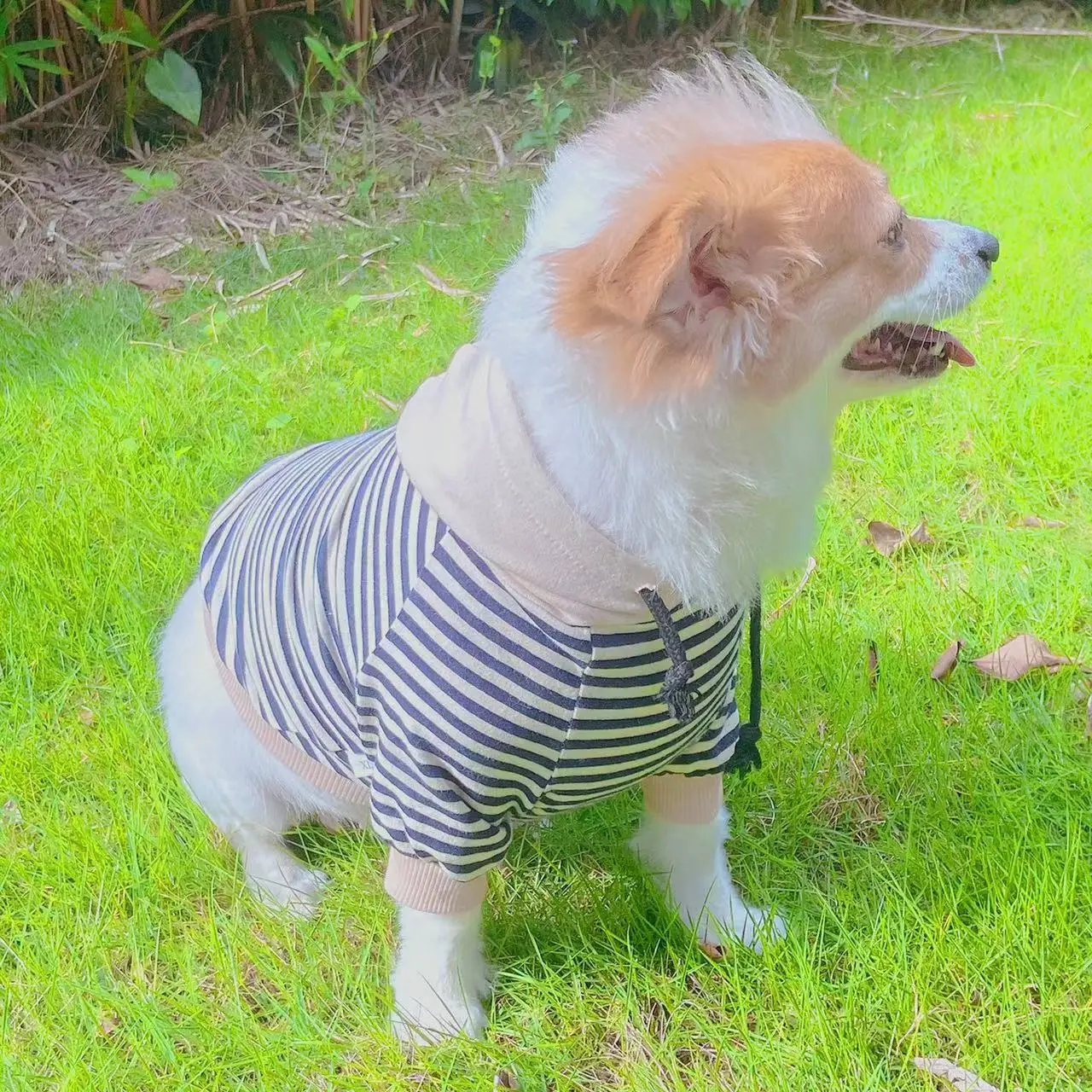 Dog Cat Striped Clothes Spring and Summer Thin Section Small Dog Puppy Hooded Sweater Pet Teddy Dog Clothes for Small Dogs