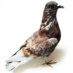 Pigeon Skeleton Specimen Complete Bird Bone Model Taxidermy Animal Anatomical Statue Tabletop Decoration for Science Education