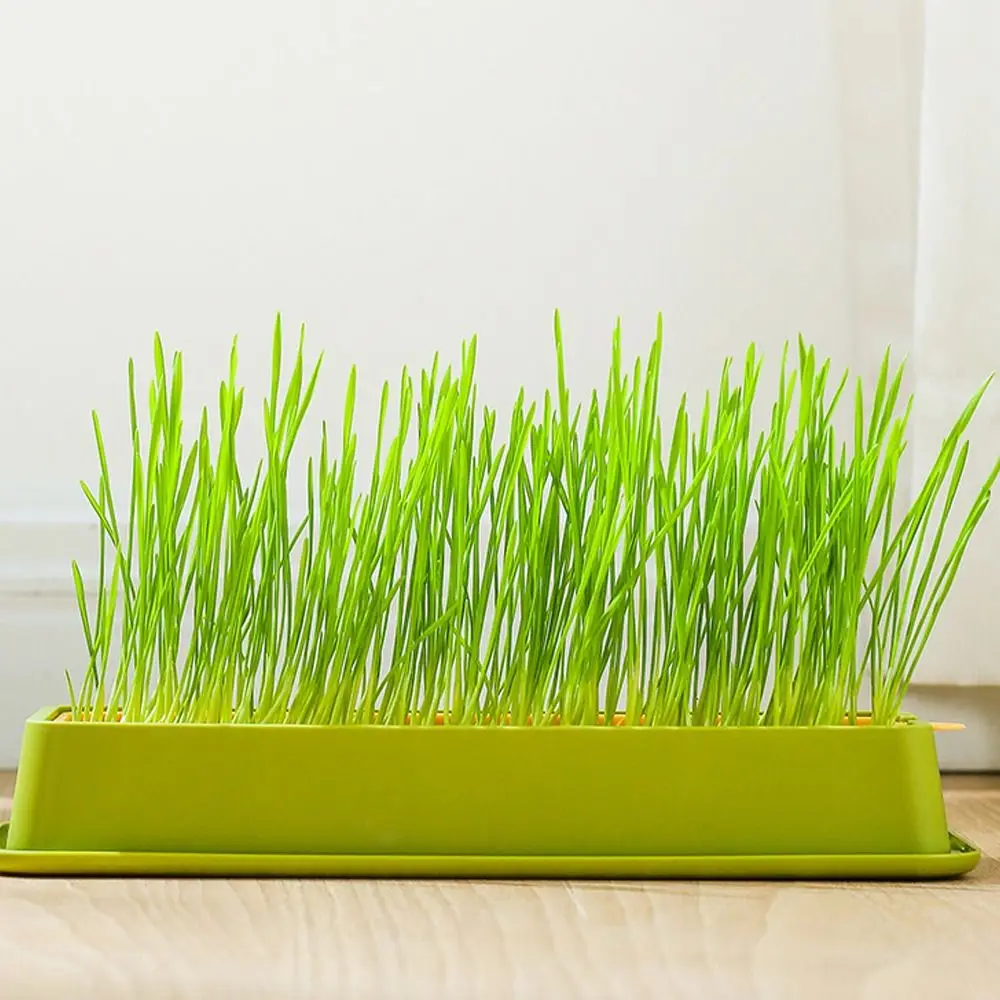 

Hierarchical Design Cultivation Sprouting Tray Creative Cat Grass Planting Hydroponic Sprouting Plate Reusable Convenient