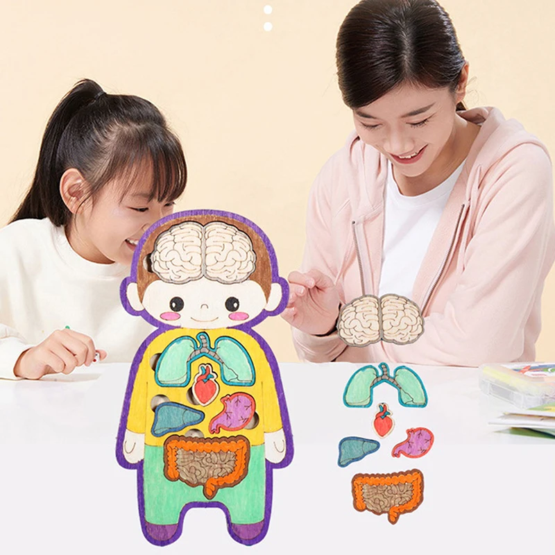 Modelo de Estrutura Orgânica Humana para Crianças, Montagem DIY, Educação Infantil, Brinquedo Quebra-Cabeça Médico, Presente de Aprendizagem Cognitiva, 1 Conjunto