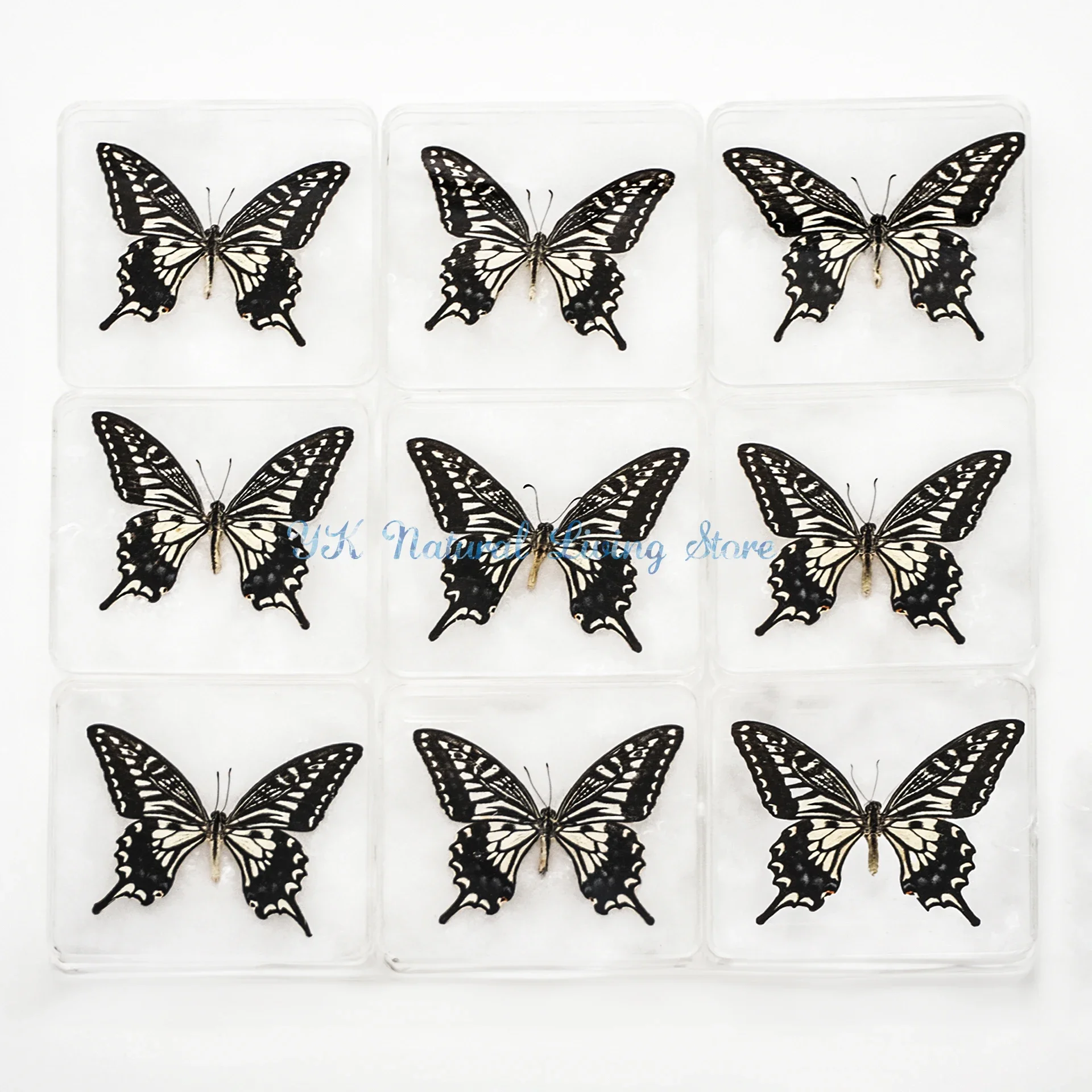 

Wholesale Real Butterfly Specimens Papilio Xuthus 1/5/10Pcs For DIY Collection Display Transparent box can be removed