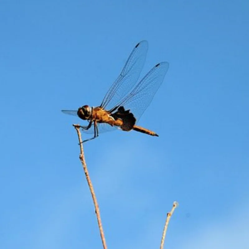 

Гоночные шины 100X40 мм адаптер 17 мм/12 мм/14 мм 4 шт. для 1/6 KM 1/7 1/8 MJX W247 RC модель раллийные автомобильные аксессуары