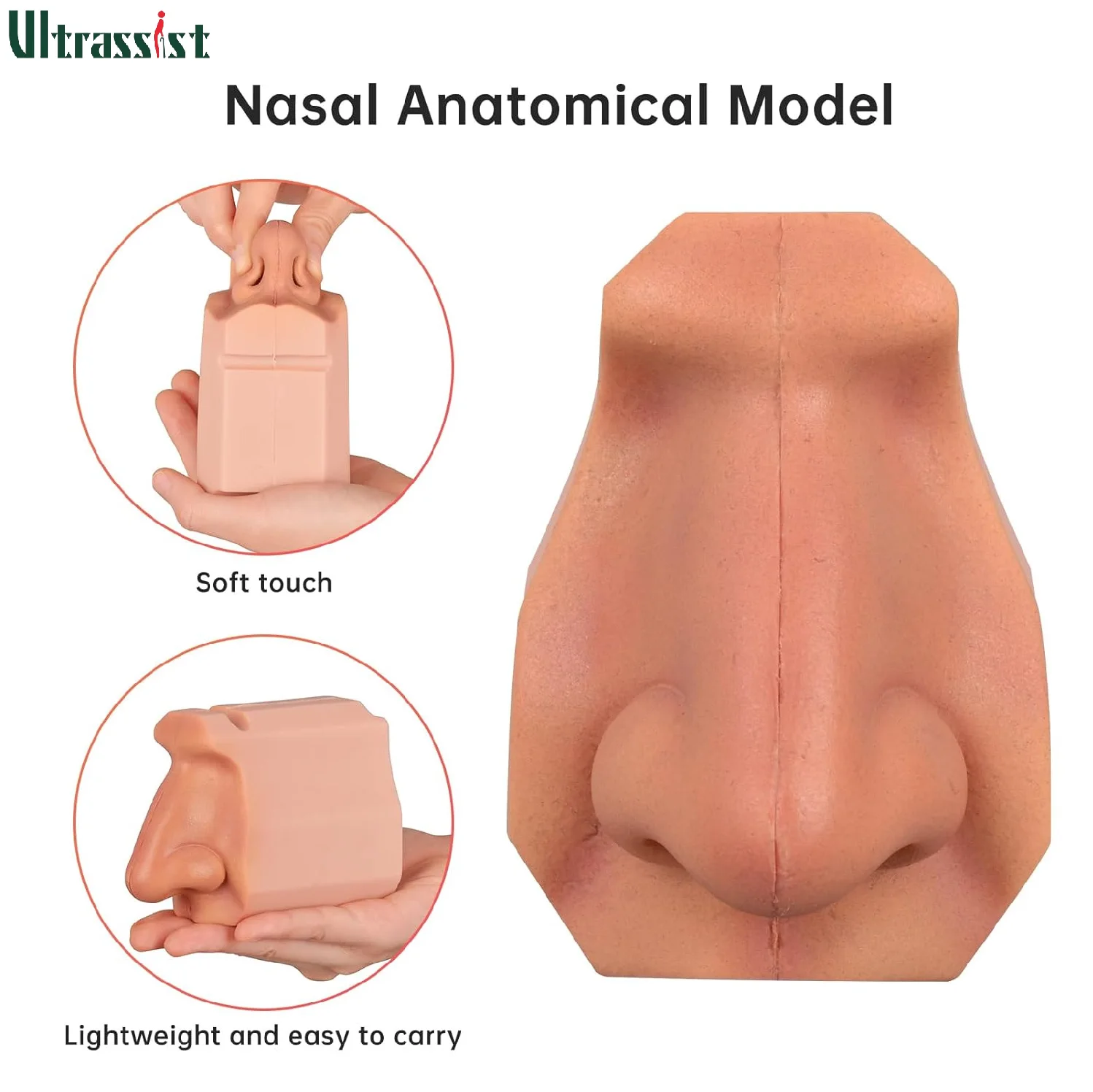 Ultrassist Nasal Anatomy Model Human Nasal Cavity Non‑Detachable for Medical Examination  Practice Scientific Teaching Display