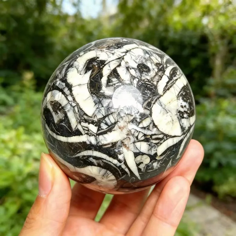 1pc Artificial Trilobite Stone Ball Engraved Crystal Craft Natural High Quality for Decoration & Gift