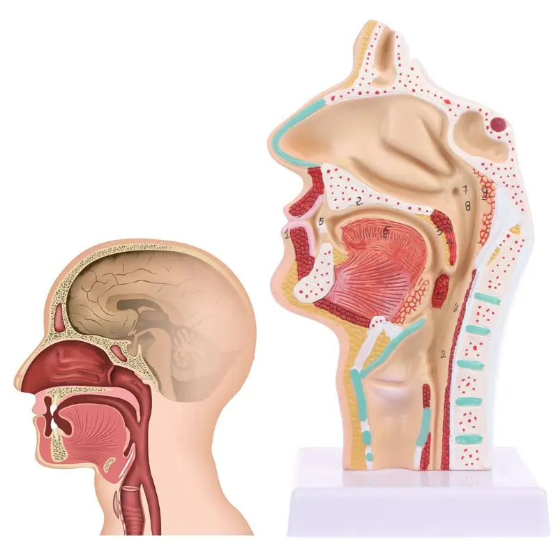 

Human Anatomical Nasal Cavity Throat Anatomy Medical Model Teaching Tool мехмод стикеры для записей фильтр kategoria: geografia