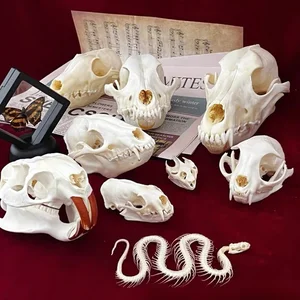 8 meilleurs animaux de taxidermie en vente - No 2