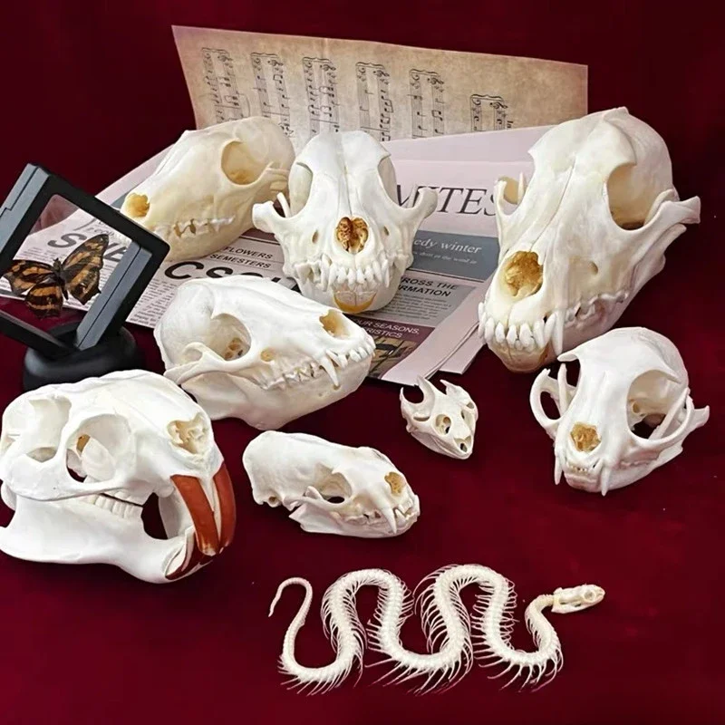 Oddities Skull Curiosities Crocodile Skull DIY Crafts Skull Collectibles Special Gift Animal Skeletons Bones Halloween Decor