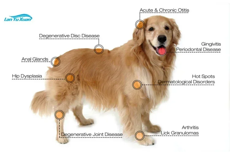 Máquina veterinária de terapia a laser Berylas para cirurgia de tecidos macios de reabilitação veterinária