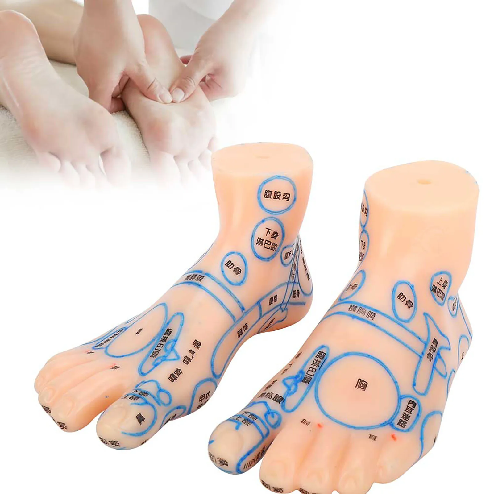 1 pair 15cm Foot reflex zone massage model not acupuncture model Chinese and English code TCM Feet Reflexology