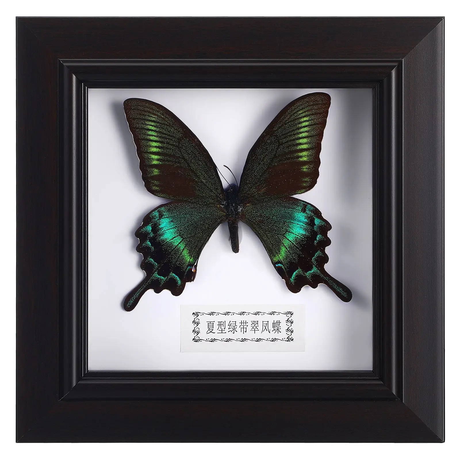 Butterfly Specimens Display Frame Home Decoration Display Collectibles Boxed Photo Frame Home Office Specimen Pendant NEW