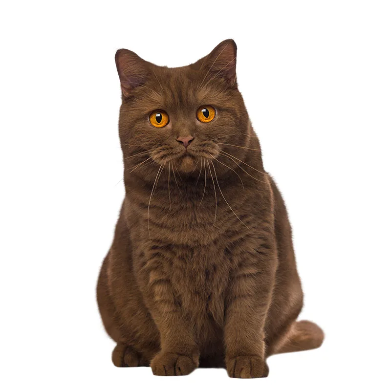 Three Ratels QC493 High detail British shorthair cat wall stickers for kids animal Poster  for living room