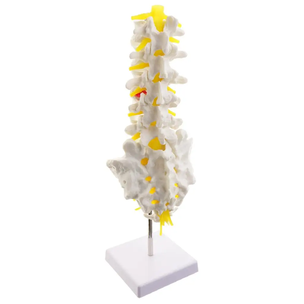 1:1 Human Spine  Vertebrae W/Sacrum Coccyx Skeleton Model Kits