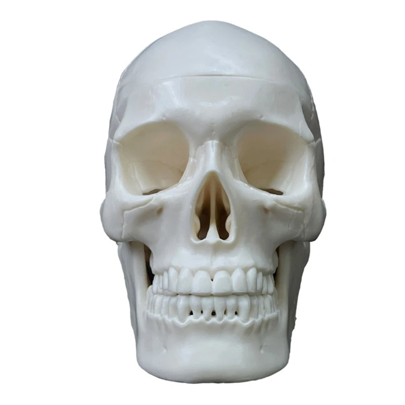 Human Skull Anatomical Model, Human Anatomy Head Skeleton Model Includes Full Set of Teeth,Removable Skul