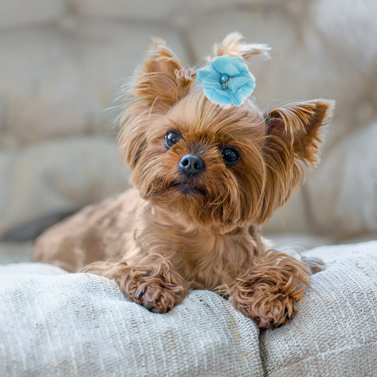 

20 Pcs Pet Headgear Hairpin Dog Clip Clips for Dogs Small Pins Puppy Lace Hairpins Child