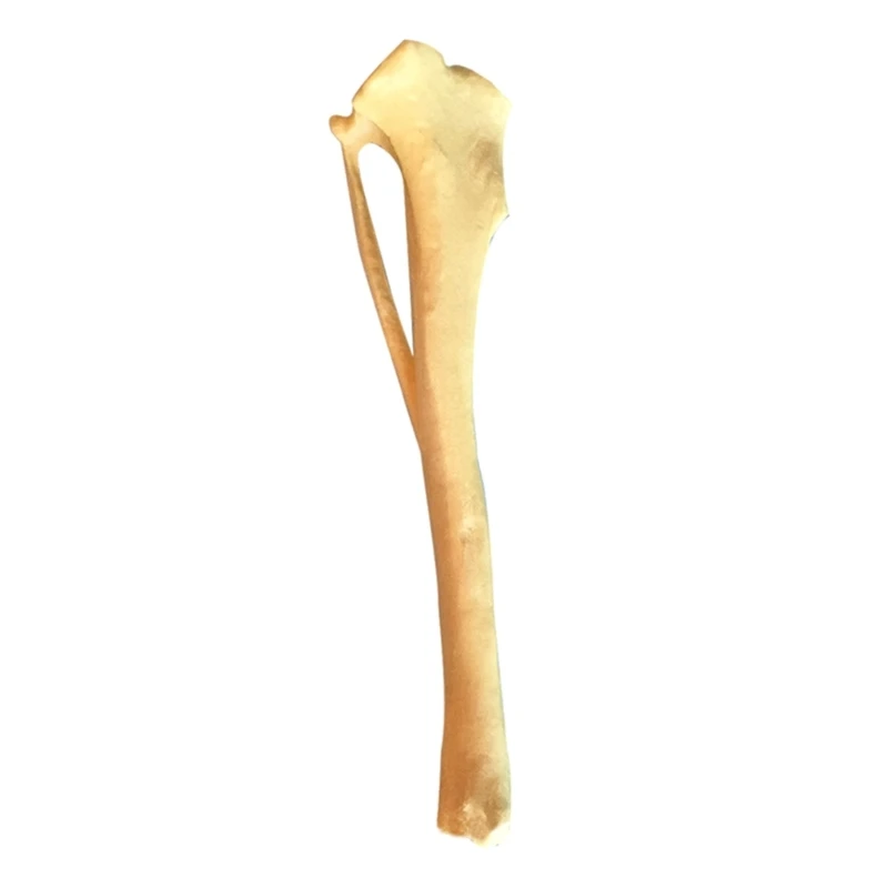 Modelo esquelético tibia anatomía del perro Modelo hueso perro, Modelo esquelético tibia perro