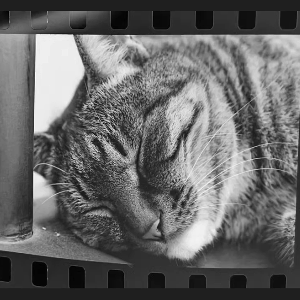 白黒　カラー　ヴィンテージフィルム　DVD S82c250bf8334478398547a7a3bc40