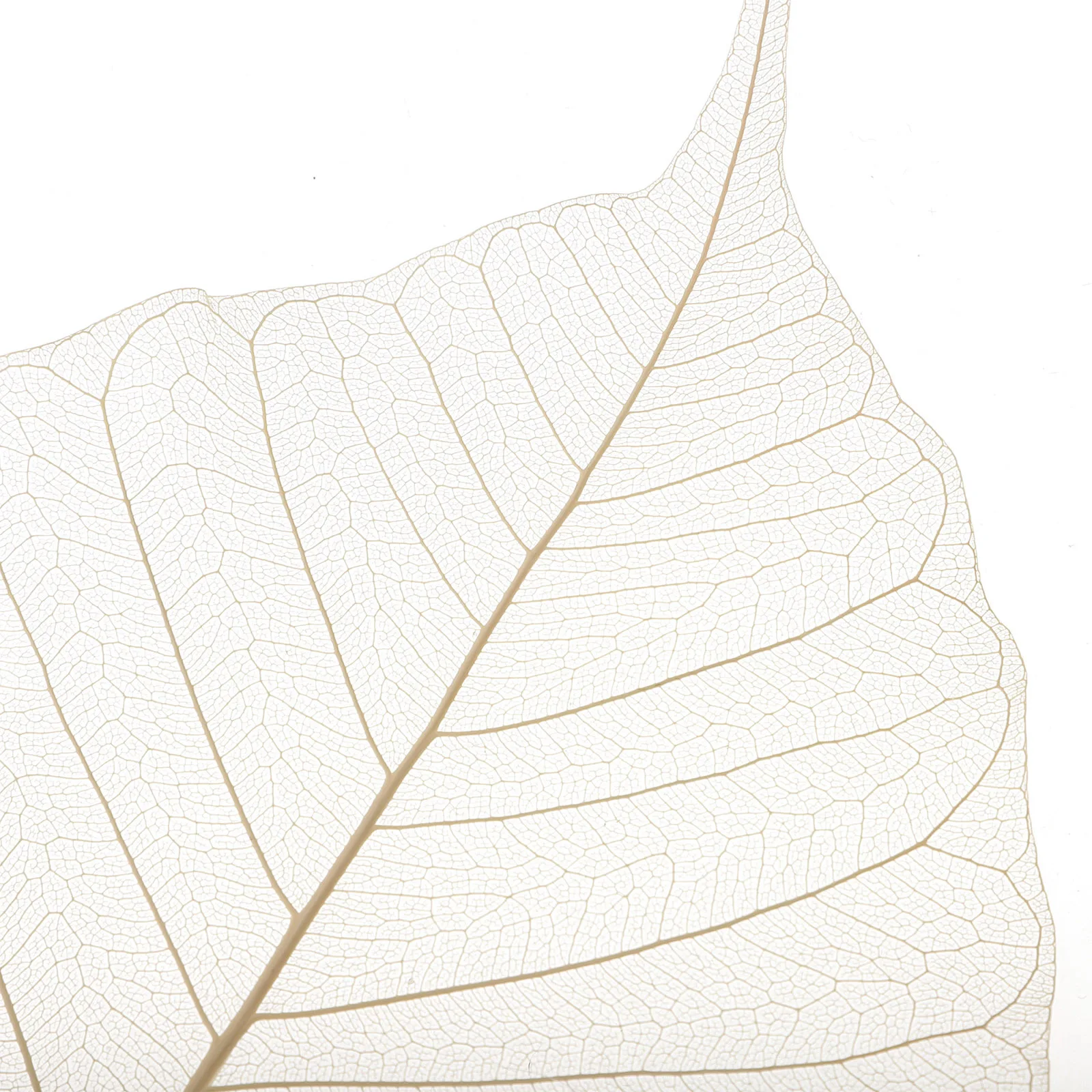 

Leaf Infuser Fine Mesh Plastic Strainer For Home Office Brew Green Jasmine Oolong Tea Kitchen Bar Tool Tea Filter Accessory