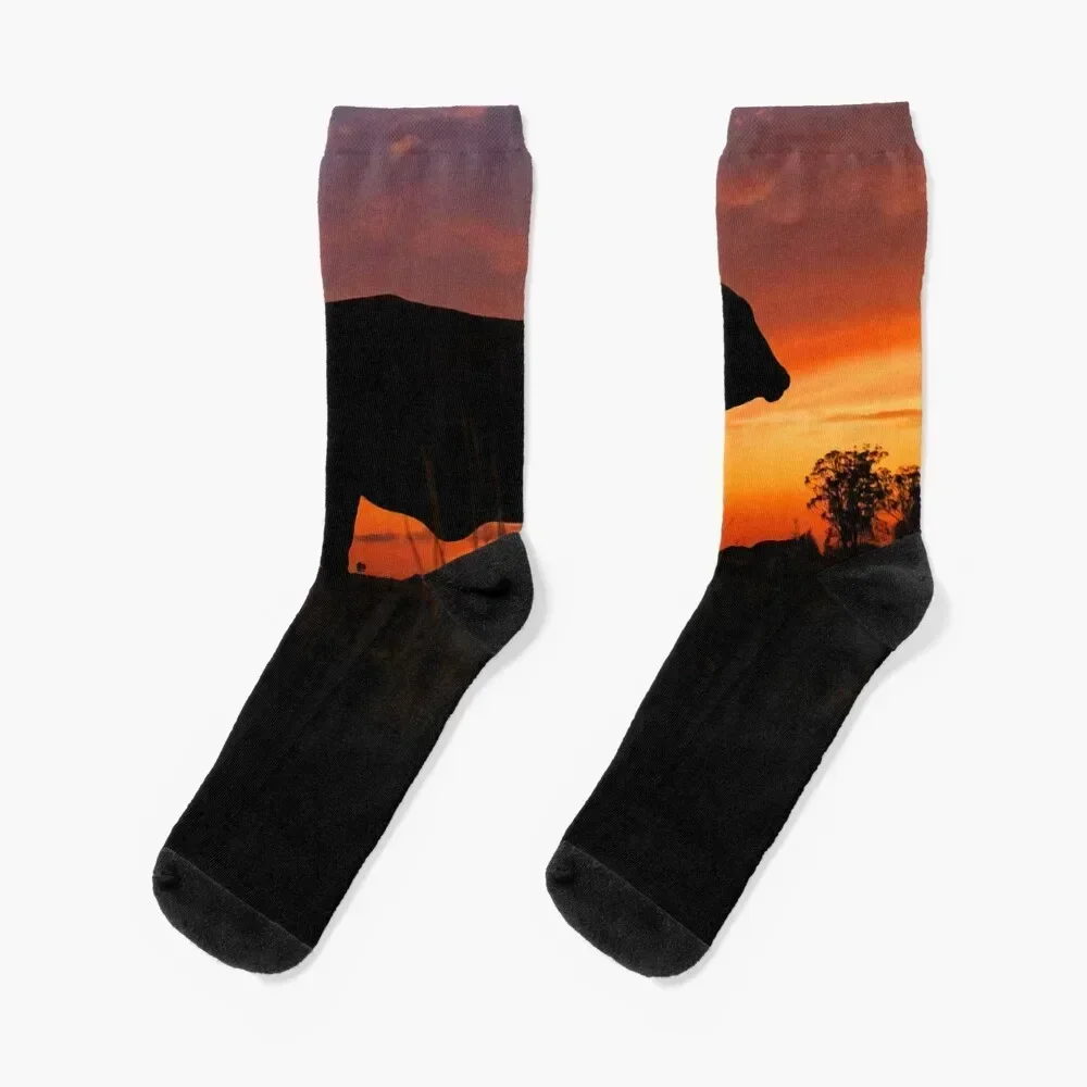 Droughtmaster Sky Socks Argentina colored aesthetic Socks For Men Women's