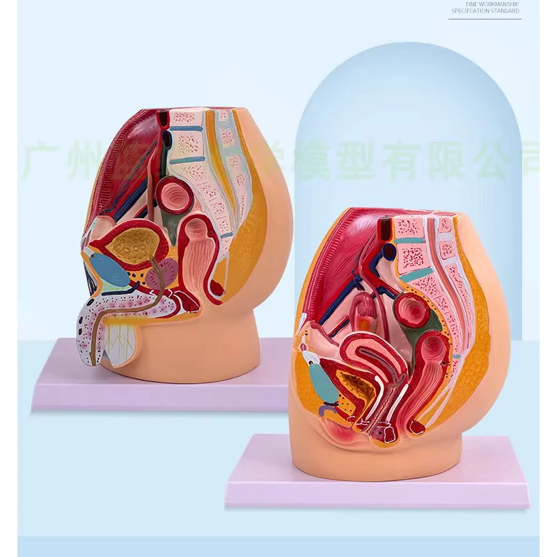 Teaching female pelvic model female urogenital system specimen midsagittal human anatomy teaching model