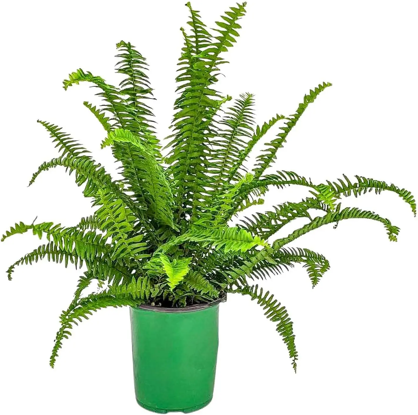 

Папоротник Кимберли Квин (1 галлон/6-дюймовый горшок для рассады)