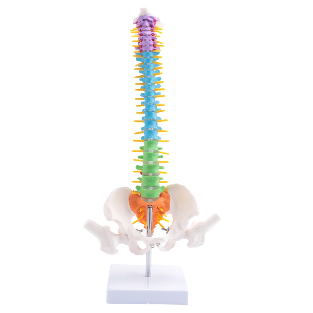 45Cm with Pelvic Human Anatomical Anatomy Spine Spinal Column Model Teaching Resources for Students