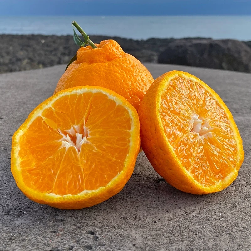 제주 노지 한라봉 2kg 부터. 새콤달콤 풍부한 과즙 제주의 맛!