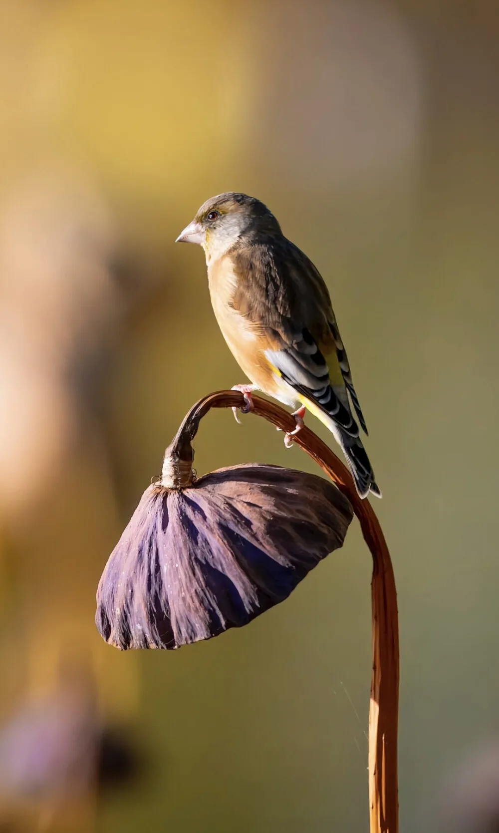 

Stainless Steel Boston Cocktail Shaker With Etched Pattern Bar Cocktail Shaker Tin Set Bar Tool Barware